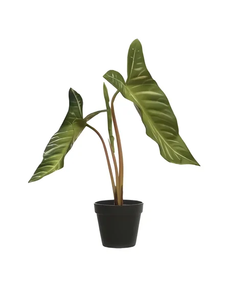 Monstera